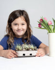 Egg coloring & grass growing kit - case